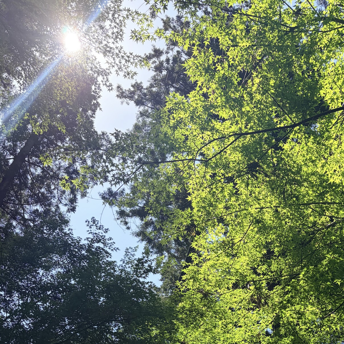 夏の森の木漏れ日